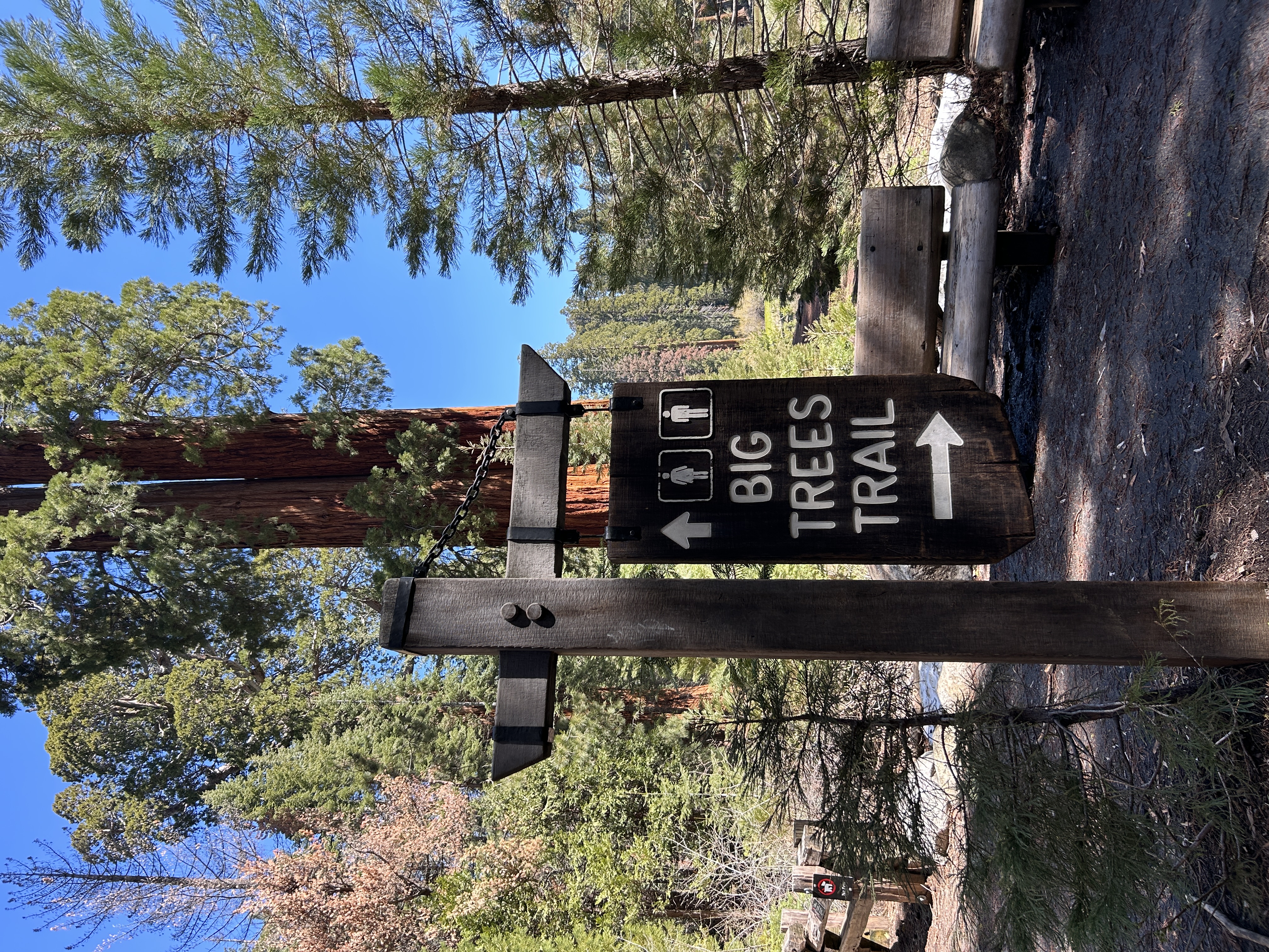 Visiting Sequoia National Park