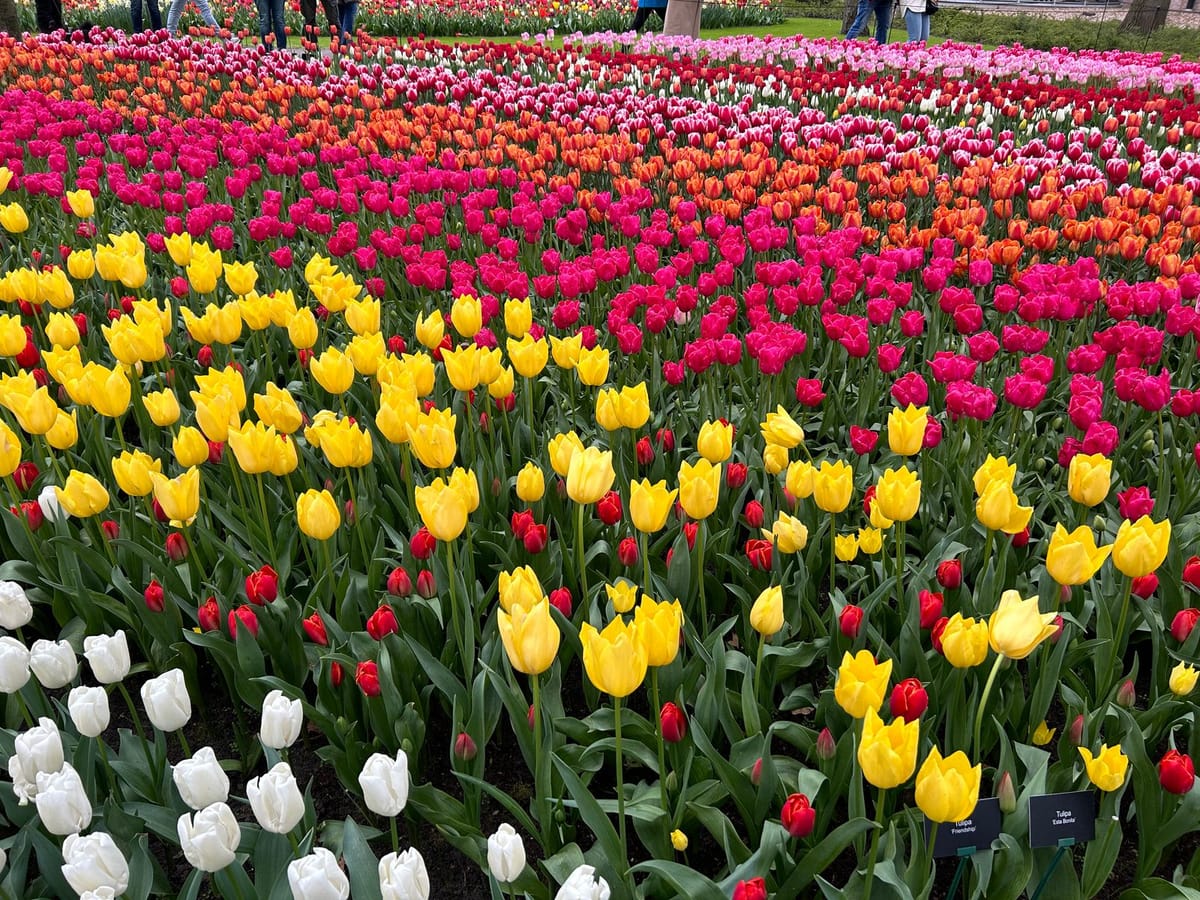 Visiting Keukenhof in Holland Post feature image