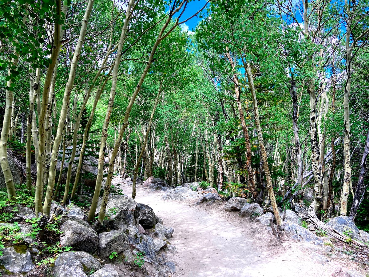 Walking Amongst the Trees Post feature image