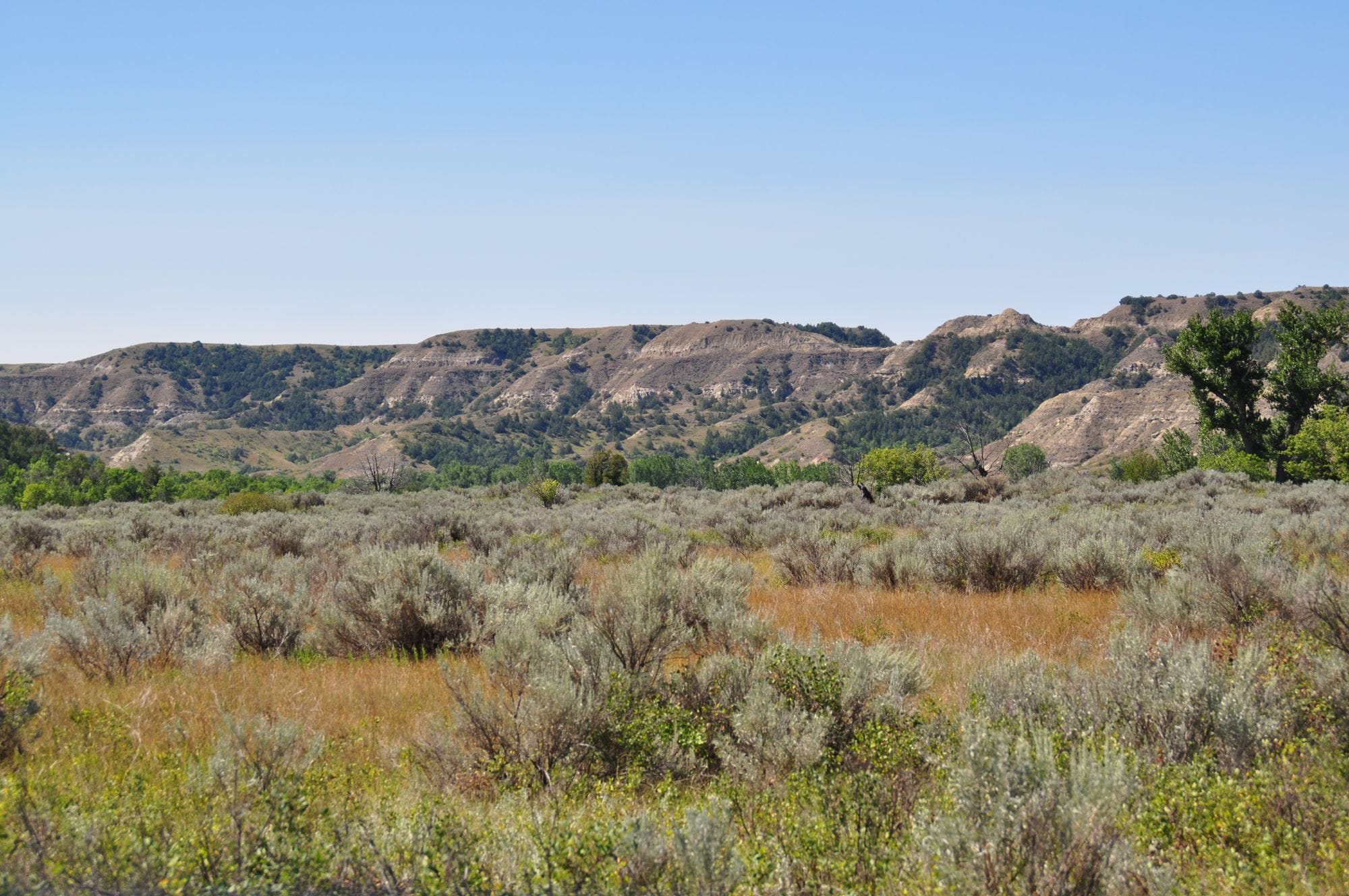 Visiting Theodore Roosevelt National Park feature image