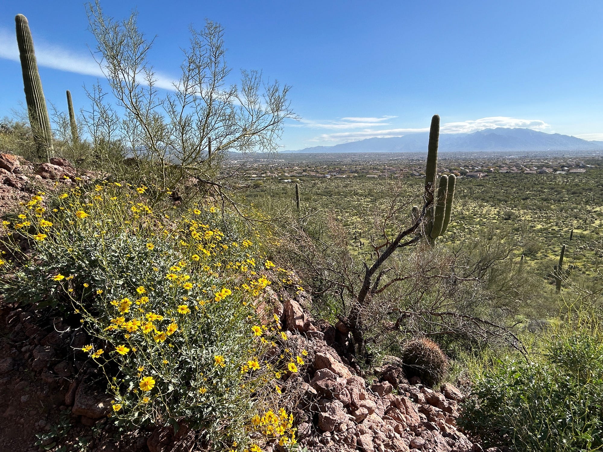 Hiking in Saguaro National Park feature image