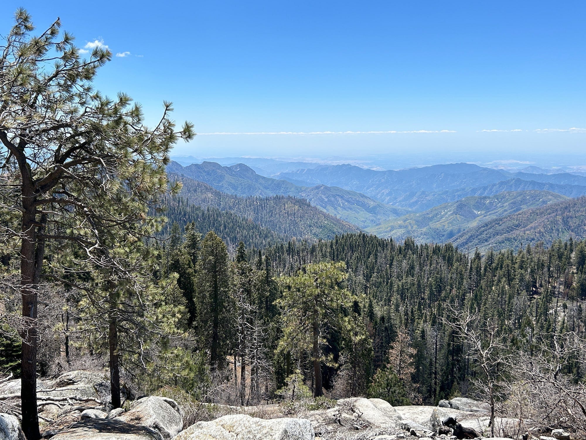 Sequoia National Park, California. feature image