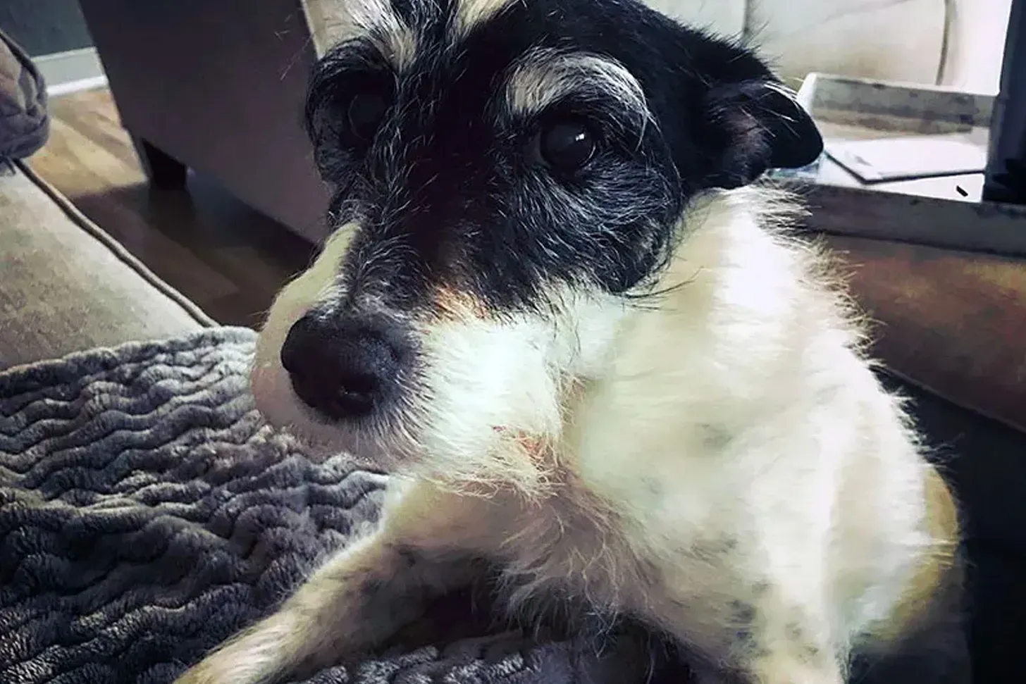Life Lessons from a Dog Named Bandit feature image